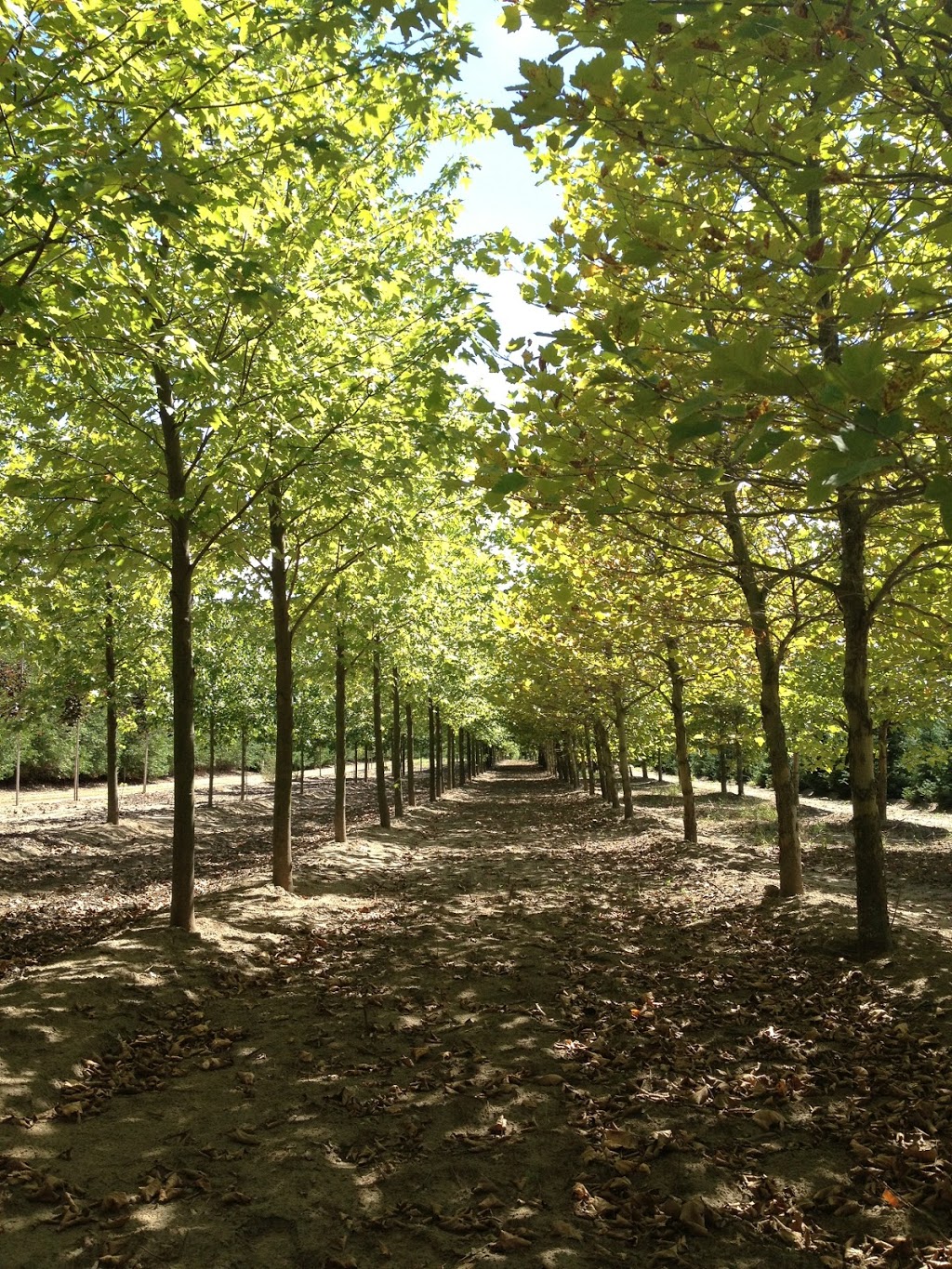 Potters Road Nursery | 144798 Potters Rd, Tillsonburg, ON N4G 4G7, Canada | Phone: (519) 688-0437