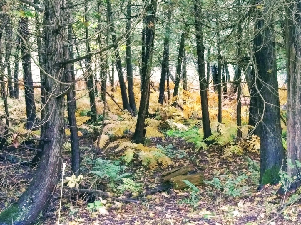 Wawanosh Valley Conservation Education Centre | 38854 Nature Centre, Blyth, ON N0M 1H0, Canada | Phone: (519) 523-4788