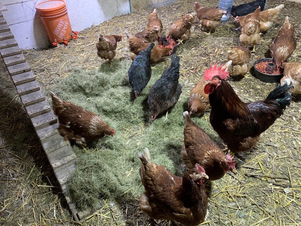 Happy Farm Milton | 4316 Derry Rd, Burlington, ON L7M 0R5, Canada | Phone: (647) 868-1906