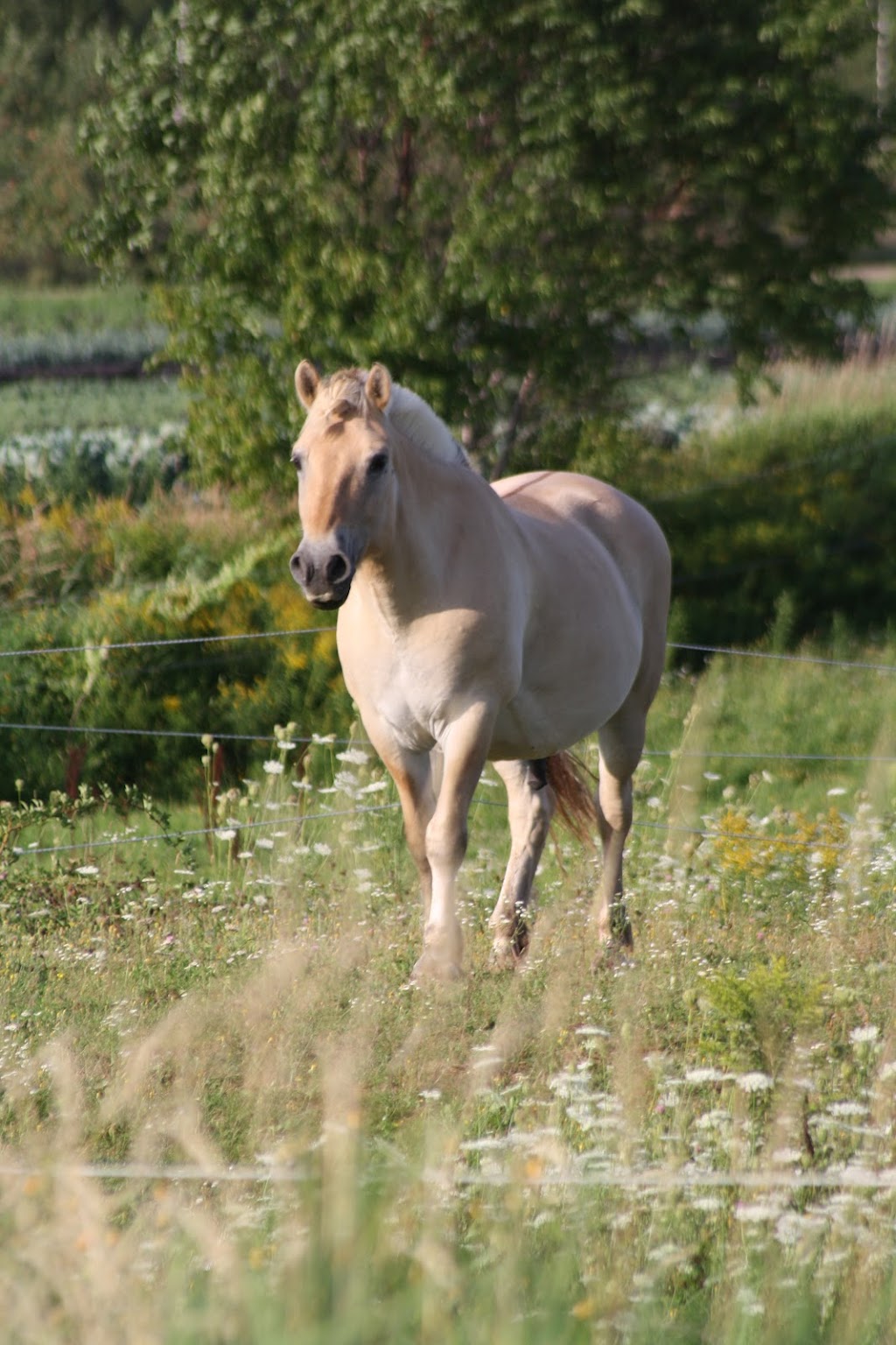 Saorsa Equestrian Centre | 1575 Middle Dyke Rd, Centreville, NS B0P 1J0, Canada | Phone: (902) 698-2500