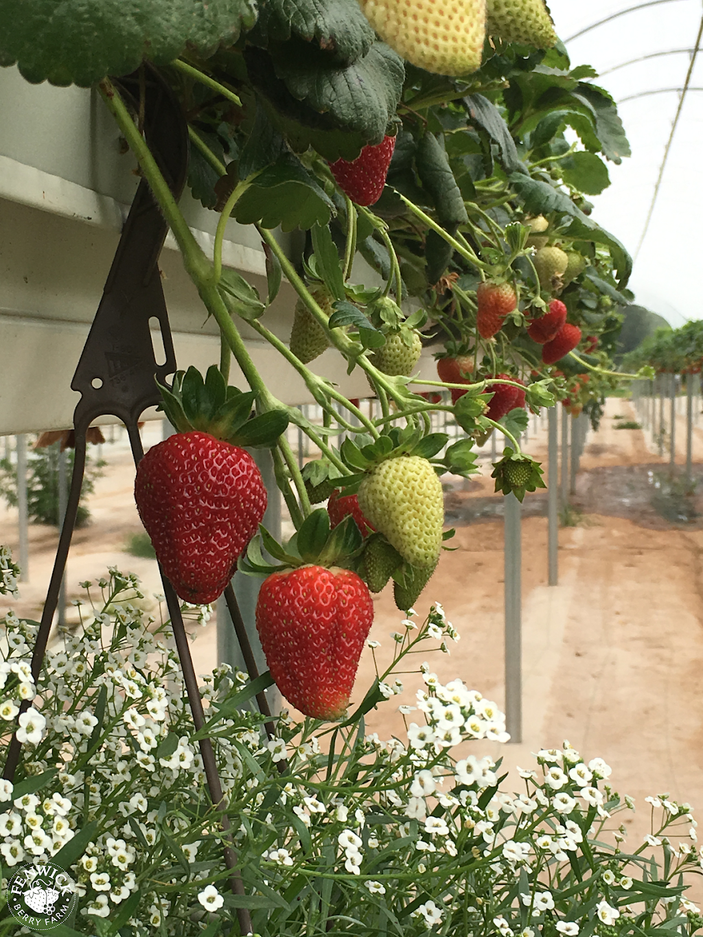 Fenwick Berry Farm: Office | 1367 Balfour St, Fenwick, ON L0S 1C0, Canada | Phone: (905) 892-8231