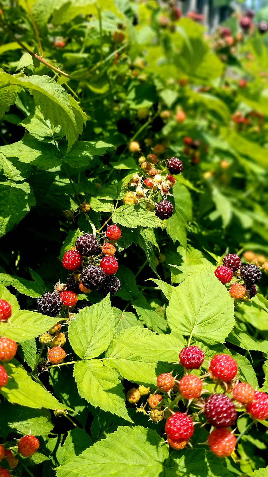JOES HOME FARM and Greenhouses | 6866 Wellington 16, Belwood, ON N0B 1J0, Canada | Phone: (416) 562-4170