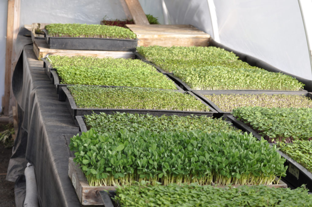 Bluenose Urban Farm | 7 Stokil Dr, Lower Sackville, NS B4C 2V1, Canada | Phone: (902) 456-4677