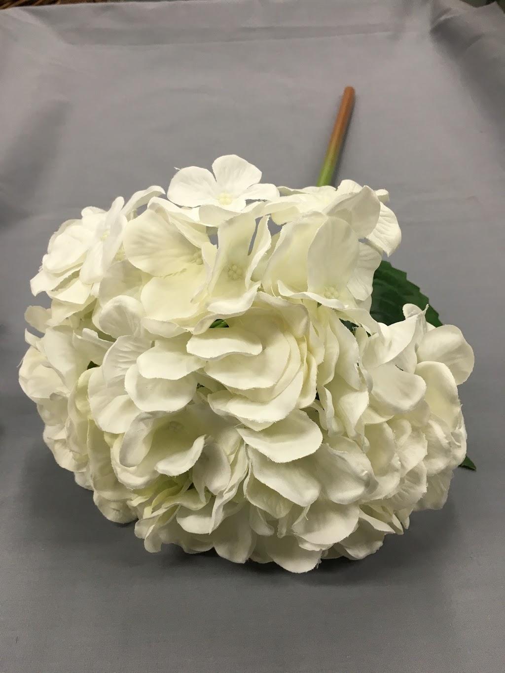 Holland Dried Flowers Ltd | 980 Pacific Gate, Mississauga, ON L5T 1Y1, Canada | Phone: (905) 670-5444
