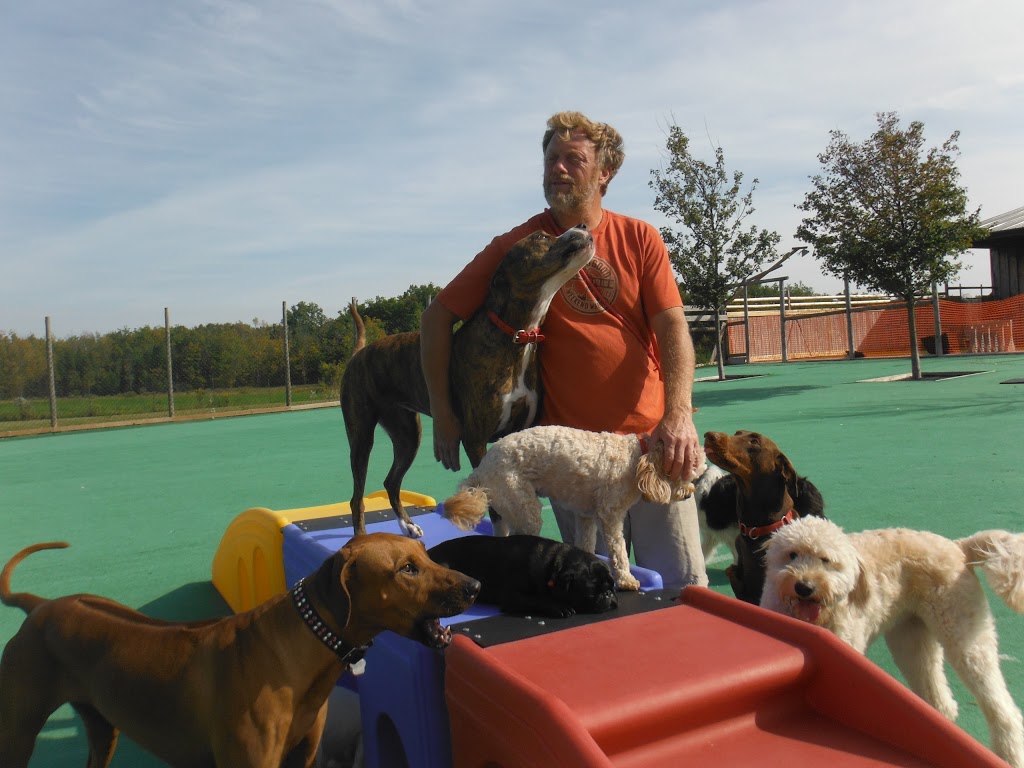 Camp Canine | 12195 Fourth Line Nassagaweya, Rockwood, ON N0B 2K0, Canada | Phone: (519) 856-0355