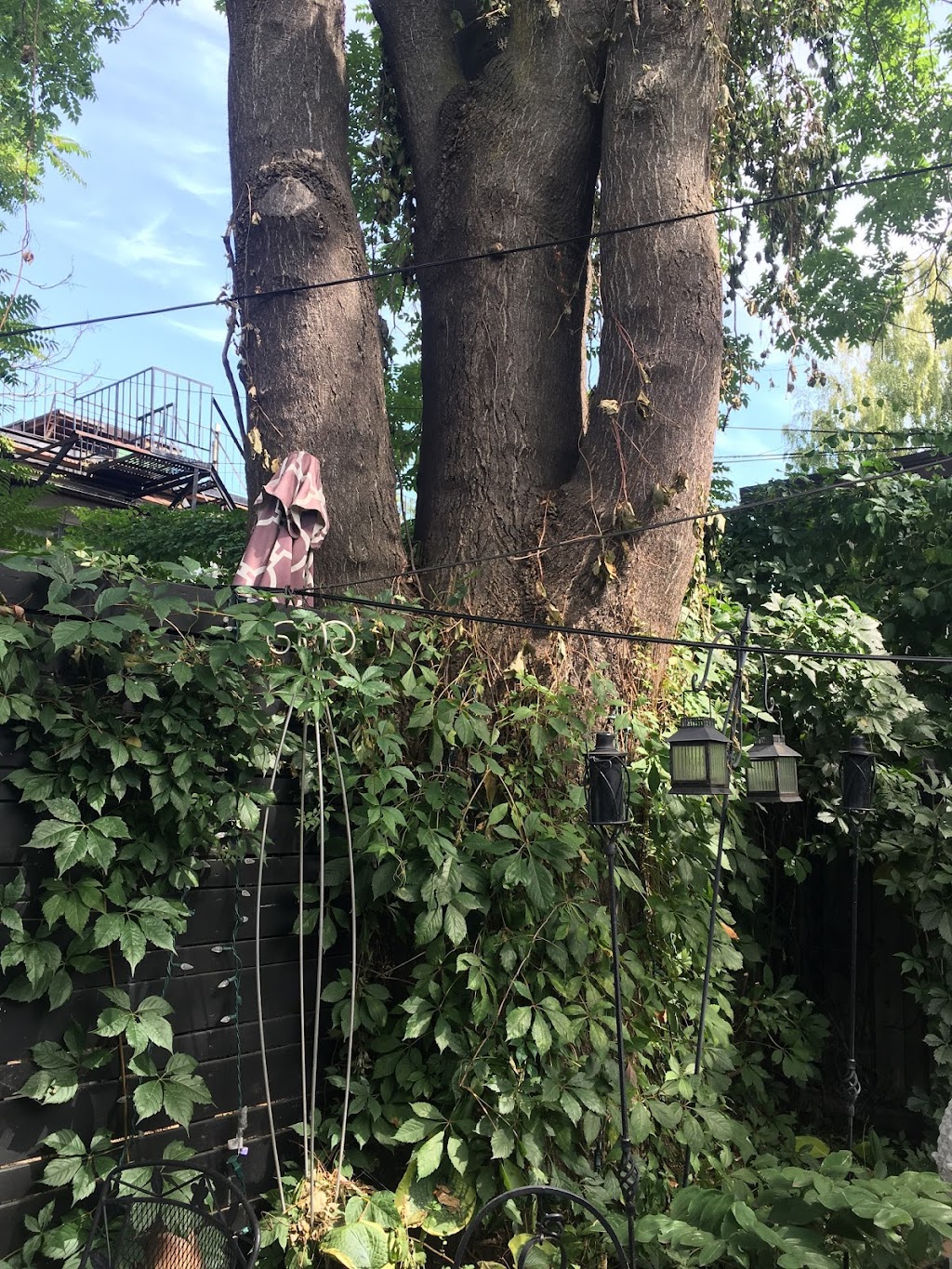 Ultimate Tree Service | 15656 Kennedy Rd, Caledon Village, ON L7C 2H7, Canada | Phone: (905) 757-8733