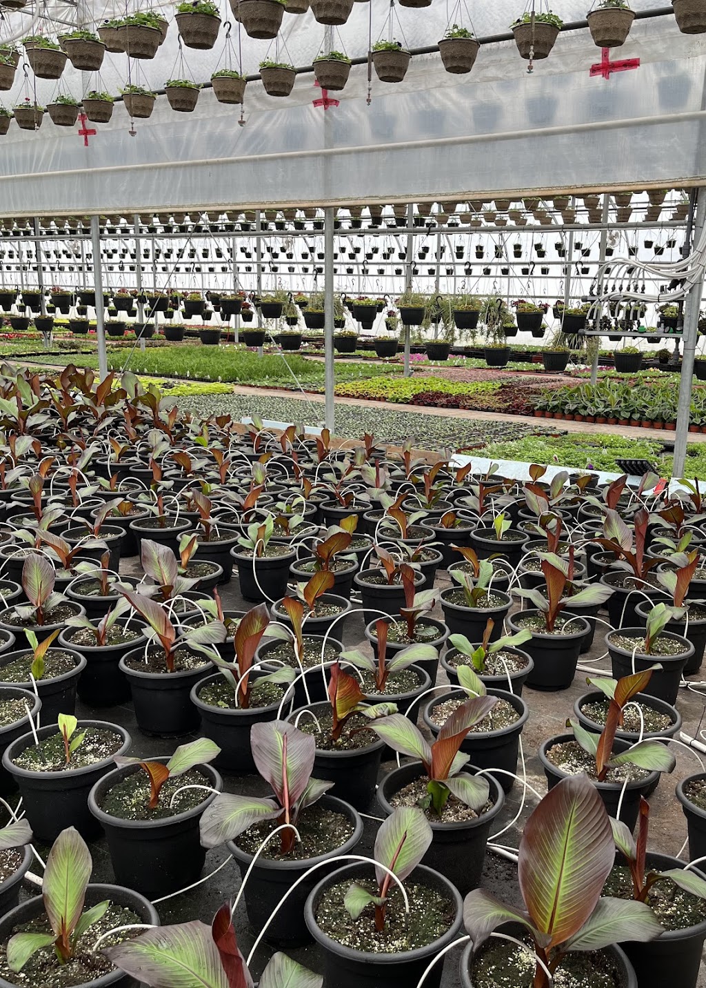 Floricorp Ltd. | 452 Concession Rd 10 E, Freelton, ON L0R 1K0, Canada | Phone: (416) 722-1566