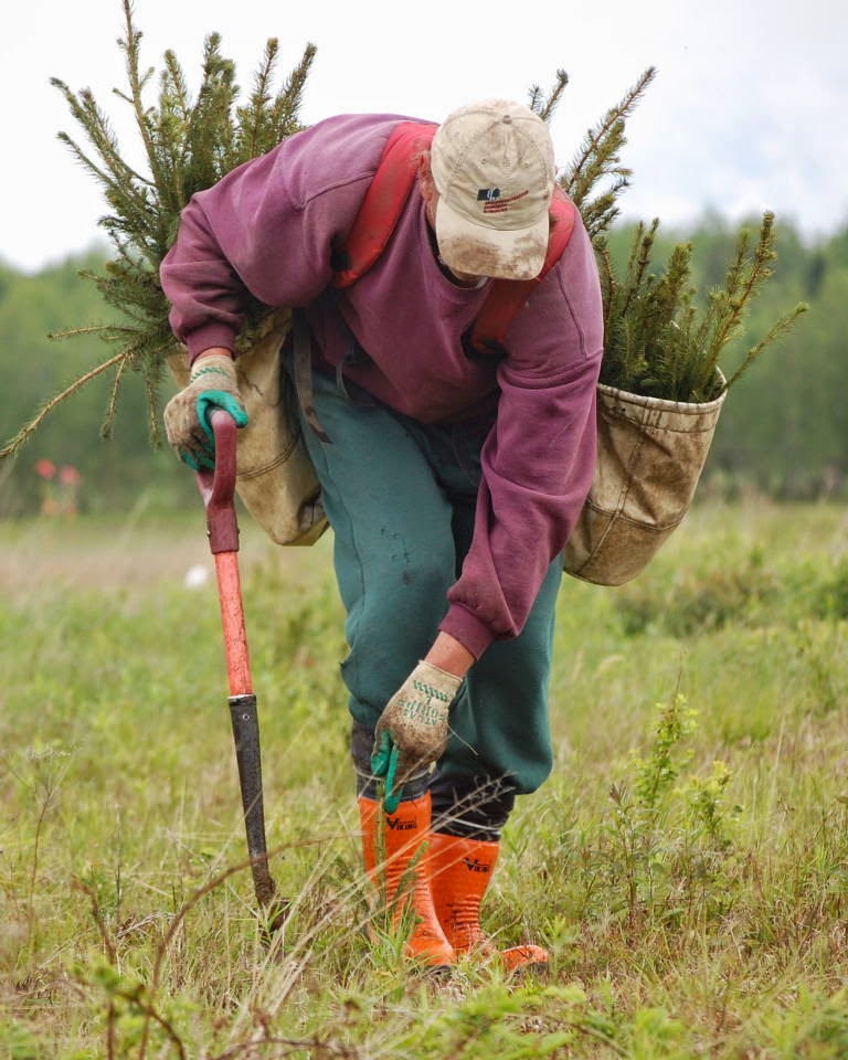 Groupement forestier coopératif St-François | 345 Rue du Parc Industriel, Windsor, QC J1S 3A7, Canada | Phone: (819) 845-3266