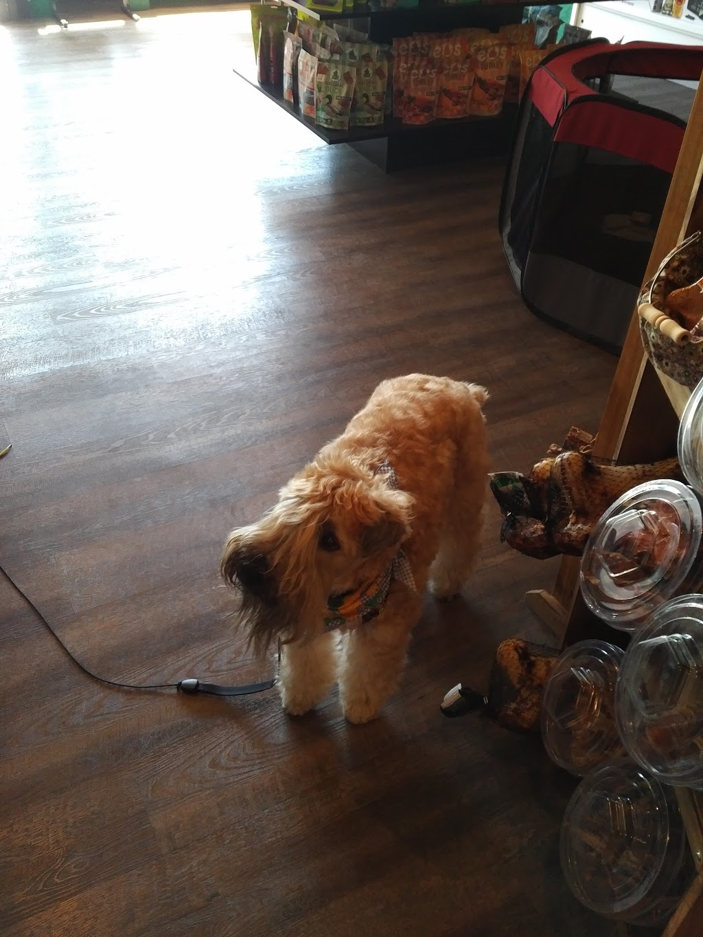 The Local Kibblery: Pet Emporium | 896 Eglinton Ave W, Toronto, ON M6C 2B6, Canada | Phone: (416) 901-3647