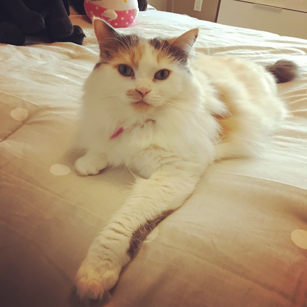 Just 4 Cats Pet Care | 885 Southdale Rd W #1112, London, ON N6P 0C5, Canada | Phone: (519) 709-4578