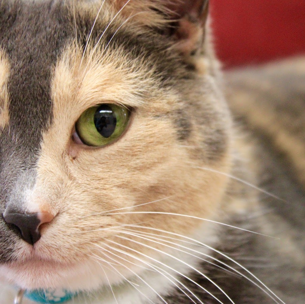 Meadowvale Animal Clinic | 6040 Glen Erin Dr, Mississauga, ON L5N 3M4, Canada | Phone: (905) 826-5062