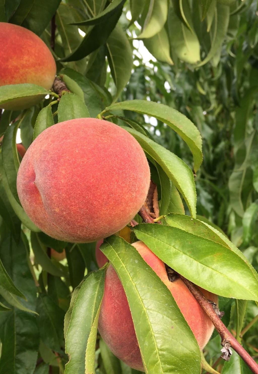 Fenwick Berry Farm: Barn & Retail (Berry Fresh Farms) | 1760 Balfour St, Fenwick, ON L0S 1C0, Canada | Phone: (905) 892-8231