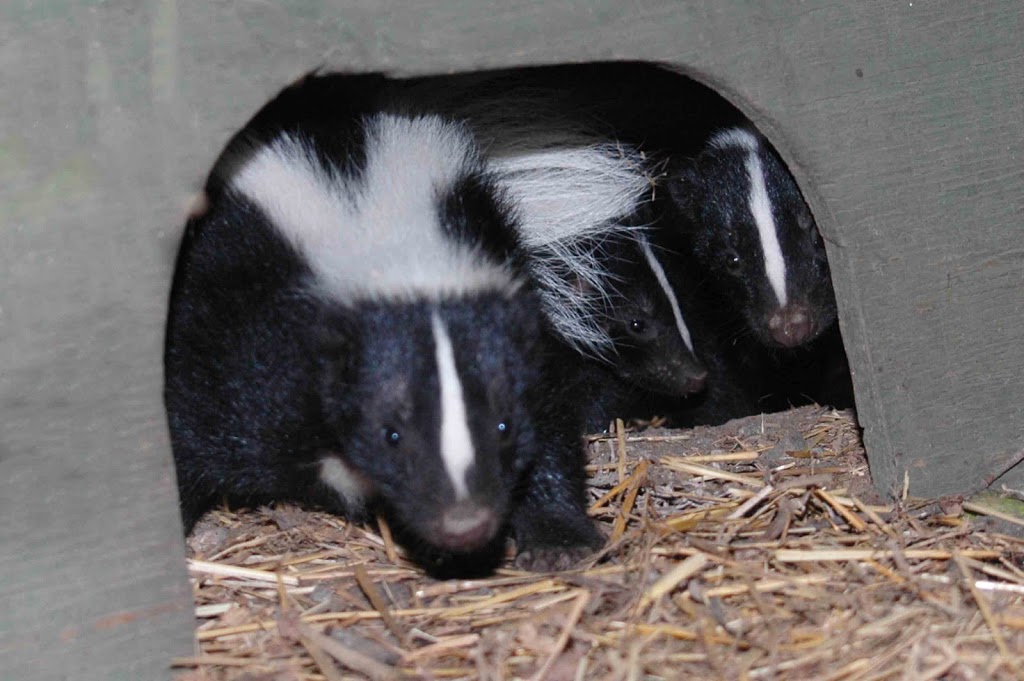 Woodlands Wildlife Sanctuary | 2146 Duck Lake Rd, Minden, ON K0M 2K0, Canada | Phone: (705) 286-1133