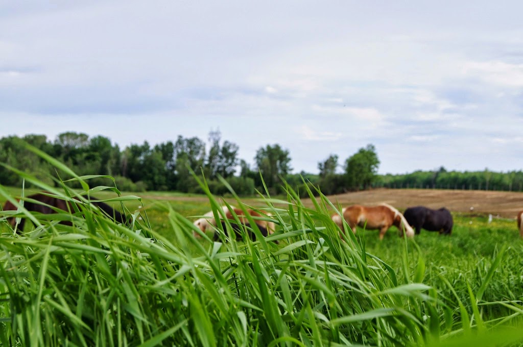 Écurie Kalin | 670 2e Rang, Sainte-Mélanie, QC J0K 3A0, Canada | Phone: (450) 803-5193