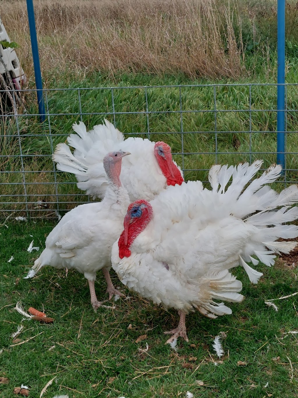 Royal Road farms | 1106 Royal Rd, Milford, ON K0K 2P0, Canada | Phone: (343) 889-1399
