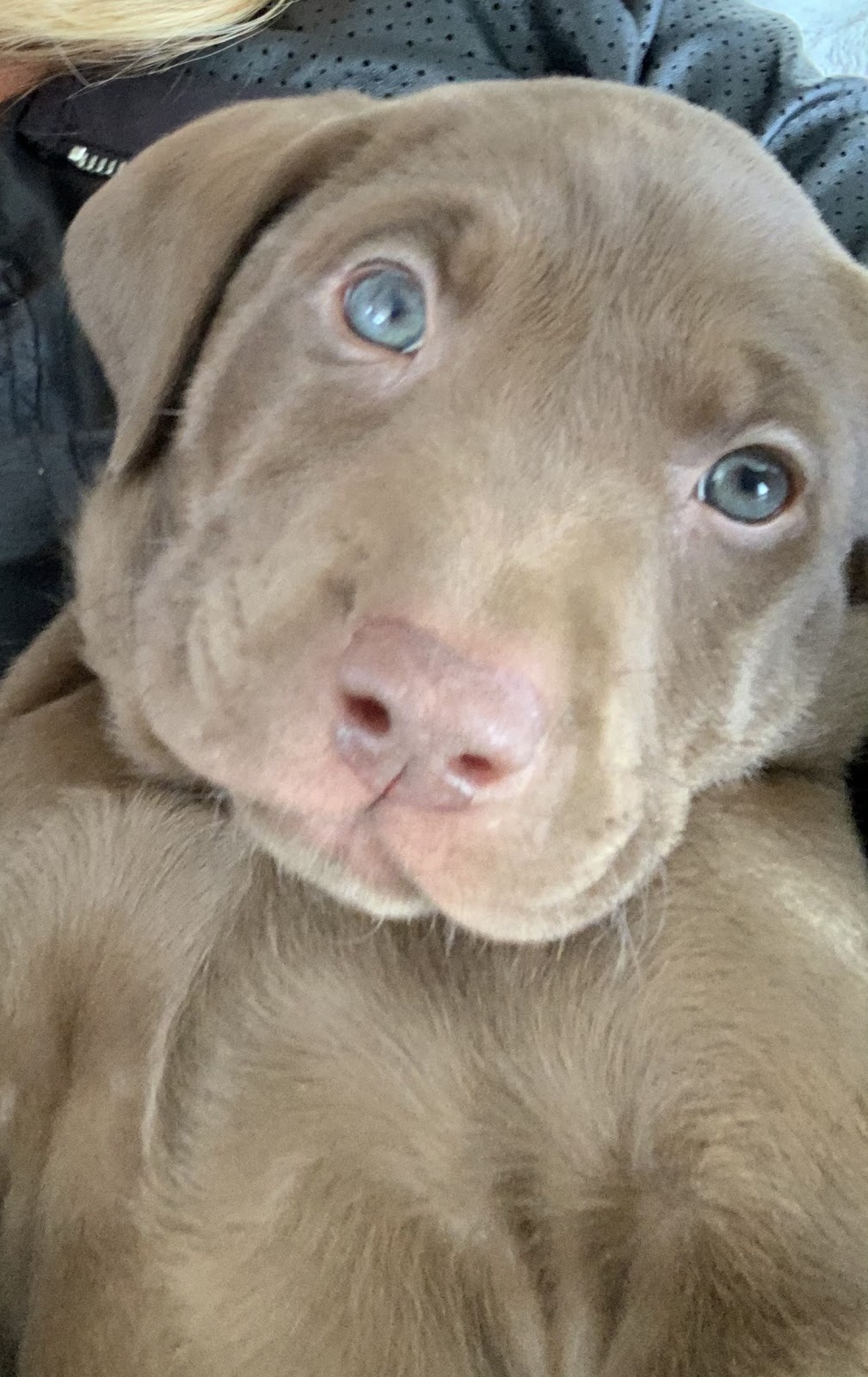 LUVLAB ❤️ LABRADORS | 520 Rang S, Saint-Thomas, QC J0K 3L0, Canada | Phone: (450) 757-2727