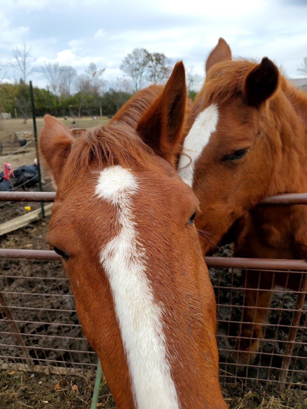 Kamp Kiki Animal Sanctuary | 782 Shannon Rd, Plainfield, ON K0K 2V0, Canada | Phone: (613) 391-9417