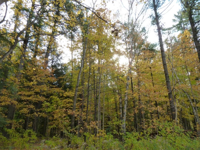 Trafalgar Lawn Cemetery | 1149 Dundas St W, Oakville, ON L6M 4L8, Canada | Phone: (905) 845-6601