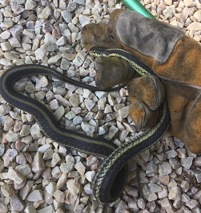 Gotcha Wildlife Removal Services | 1434 Seabring Street, Oshawa, ON L1J 8K5, Canada | Phone: (647) 461-7632