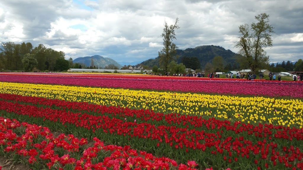 Chilliwack Golf Club | 41894 Yale Rd, Chilliwack, BC V2R 4J3, Canada | Phone: (604) 823-6521