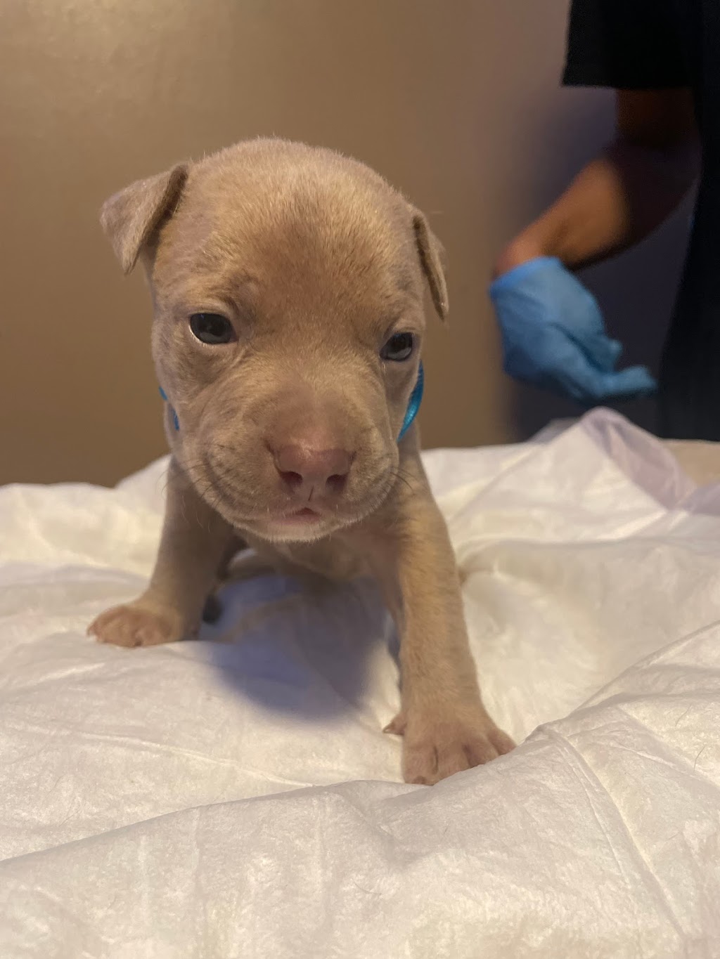 Alpha Centauri Kennels | Old Weston Rd, Toronto, ON M6N 3B3, Canada | Phone: (647) 989-4354