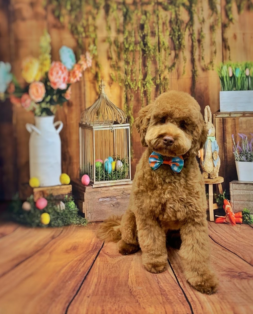 Groomingdale’s pet grooming | 264 Baker Dr, Dartmouth, NS B2W 6L4, Canada | Phone: (902) 464-6460