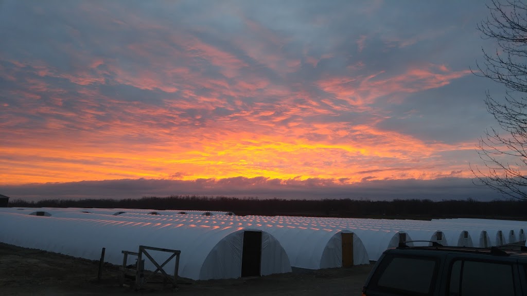 AVK Nursery Holdings Inc. | 1724 Concession 4 W, Rockton, ON L0R 1X0, Canada | Phone: (519) 647-3997