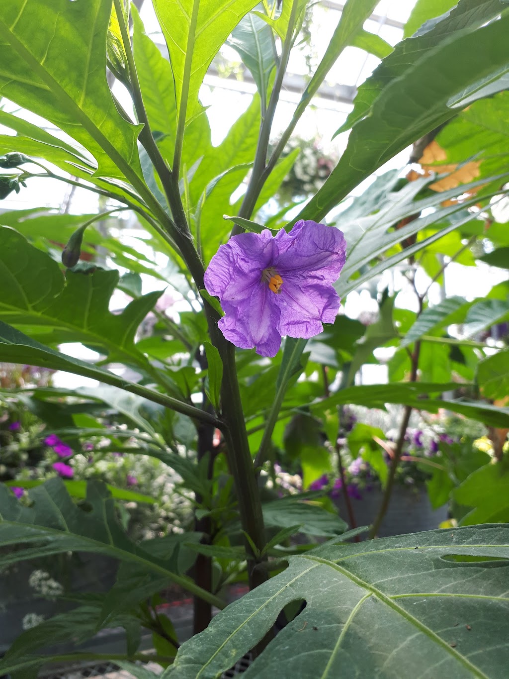 Country Blooms Garden Centre | 4 90008 RGE RD 210, Lethbridge County, AB T1J 5R9, Canada | Phone: (403) 331-5660