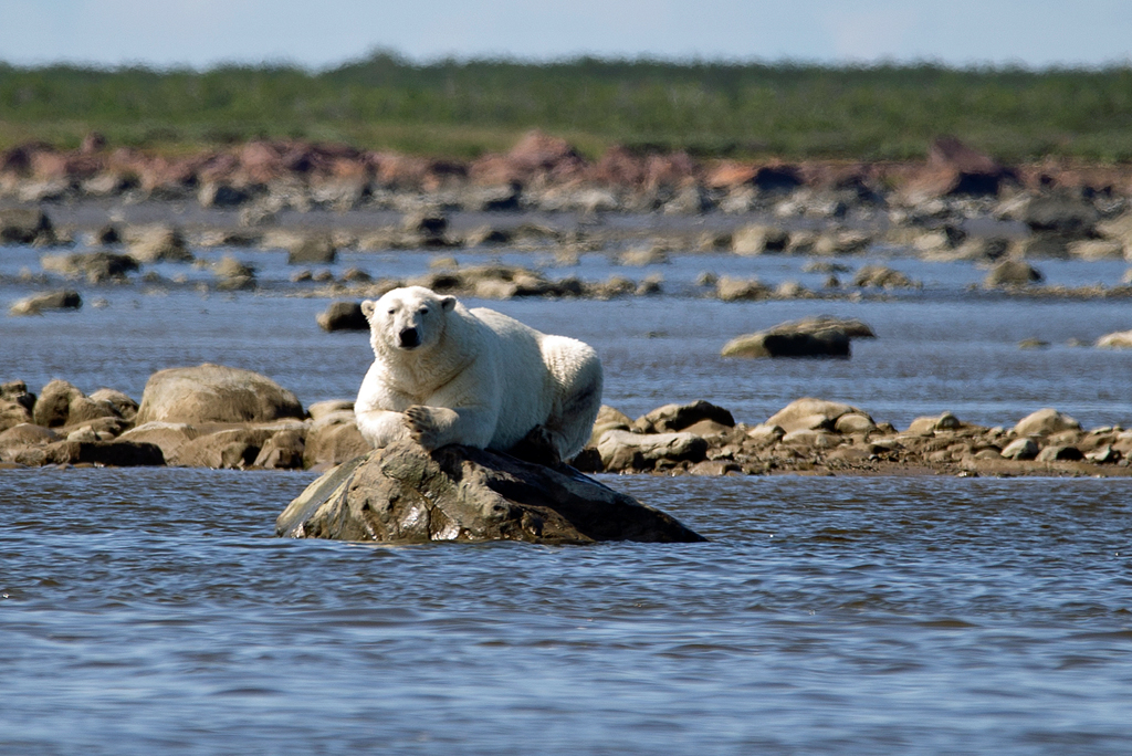 Churchill Wild | 1 Rivard St Suite 204D, Ile des Chênes, MB R0A 0T0, Canada | Phone: (204) 878-5090