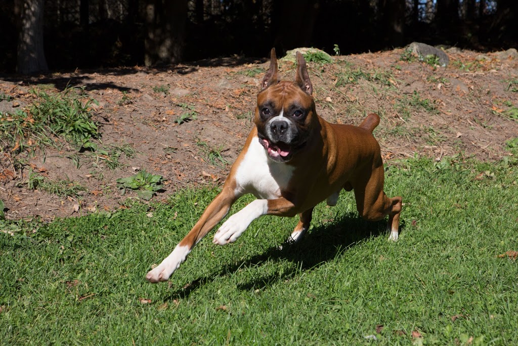 wilmot pet services | 12 Village Green Way, Baden, ON N3A 2V7, Canada | Phone: (519) 589-8595