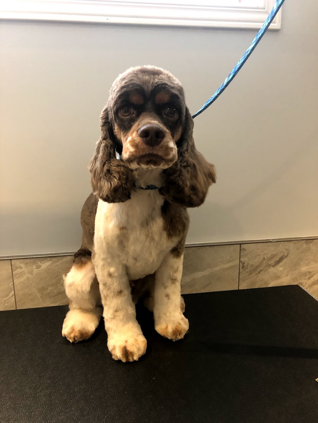Scruff McGruff Day Spaw | 168 Coker Cres, Rockwood, ON N0B 2K0, Canada | Phone: (905) 702-2485
