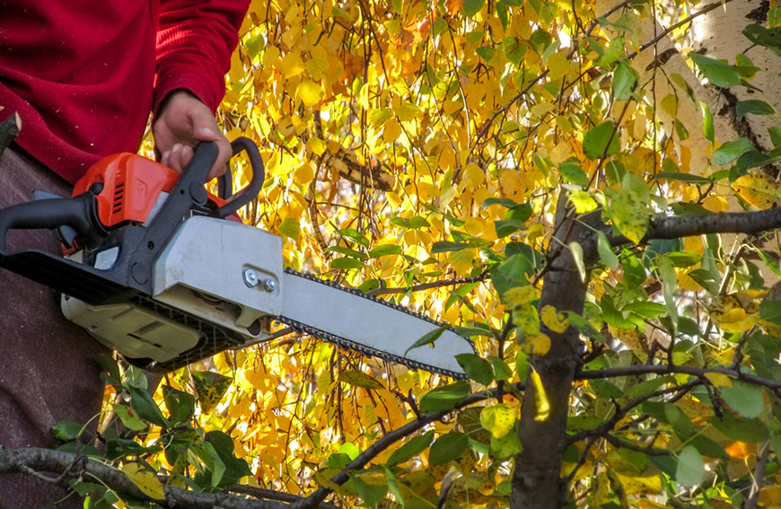 Five Star Tree Services in Toronto, Richmond Hill & GTA | 156 Duncan Rd, Richmond Hill, ON L4C 6J8, Canada | Phone: (416) 990-3355