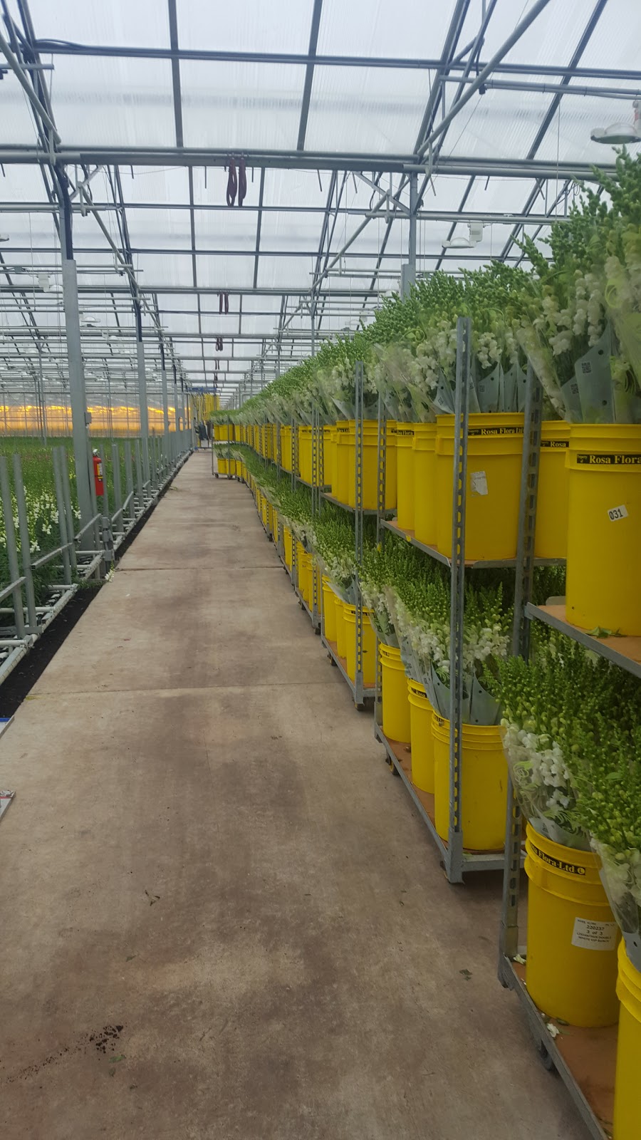 Rosa Flora Limited | 717 Diltz Rd, Dunnville, ON N1A 2W2, Canada | Phone: (905) 774-8044