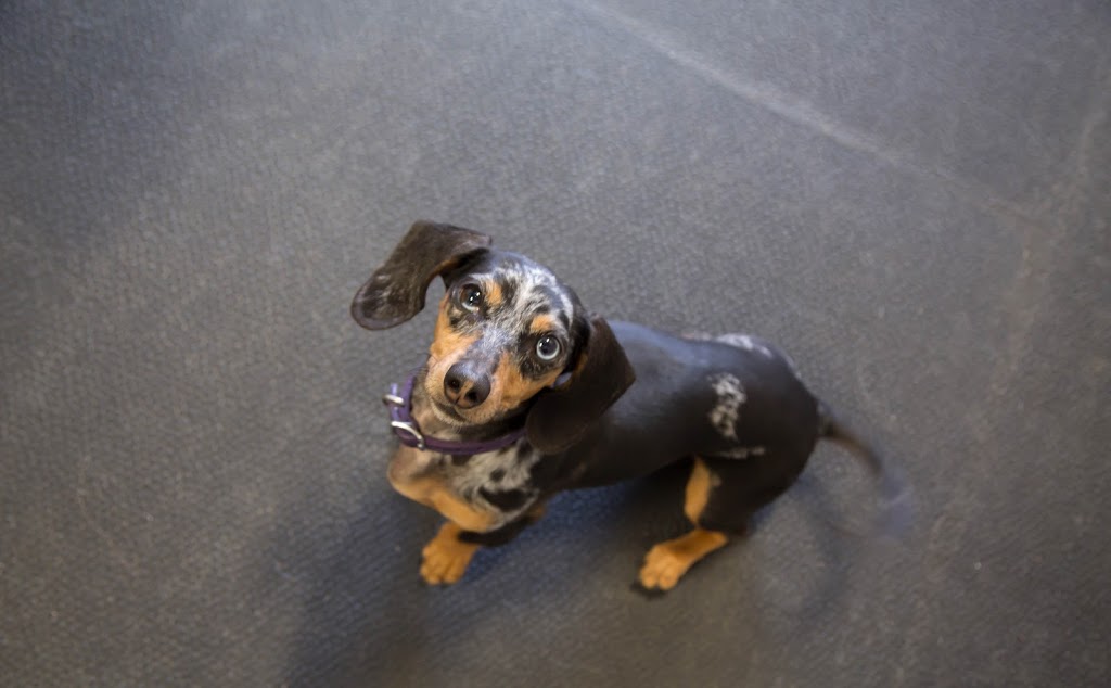Unleash the Pawsitive | 1119 Goderich St, Port Elgin, ON N0H 2C0, Canada | Phone: (519) 708-0470