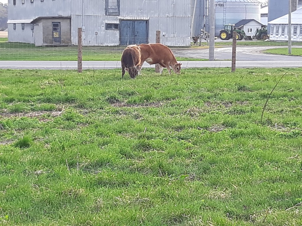 Ferme vache heureux | 2083 Chemin St Louis, Saint-Lazare, QC J7T 1Y2, Canada | Phone: (438) 929-3840