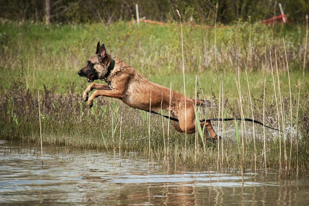 Duo Dog Training | 98 William St #208, Mississauga, ON L5M 1J5, Canada | Phone: (647) 219-5634