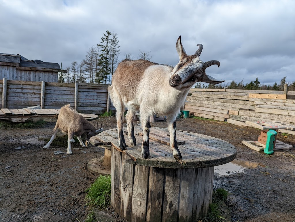 Ataraxy Farm | 33 Manetail Ln, Lawrencetown, NS B2Z 1S6, Canada | Phone: (902) 449-8109