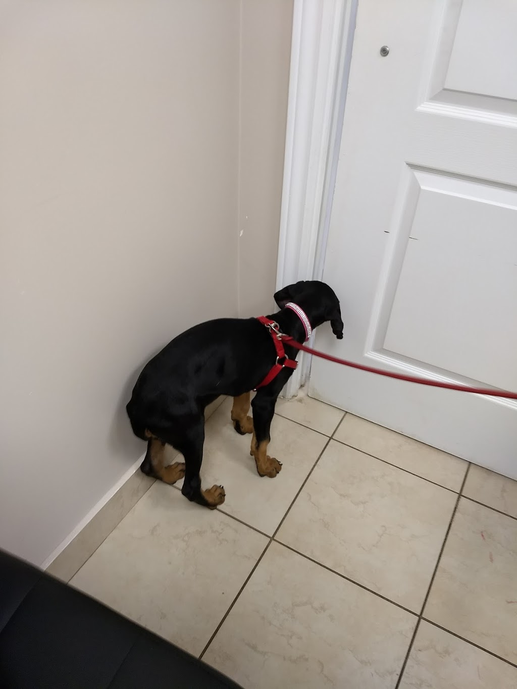 Simcoe Rossland Animal Hospital | 58 Rossland Rd W, Oshawa, ON L1G 2V5, Canada | Phone: (905) 571-7333