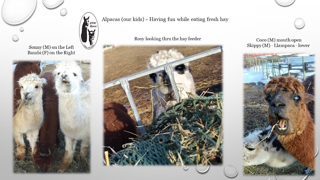 QWRC Alpacas | 54502 SH 779, Calahoo, AB T8R 2B2, Canada | Phone: (780) 667-7972