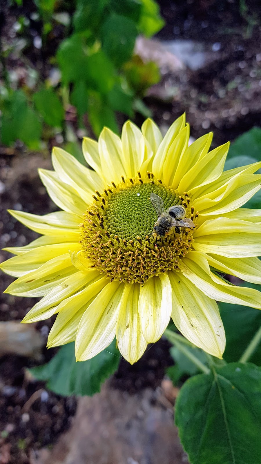 Queen Mary Community Garden | 280 W Keith Rd #200, North Vancouver, BC V7M 2M5, Canada | Phone: (604) 988-2497