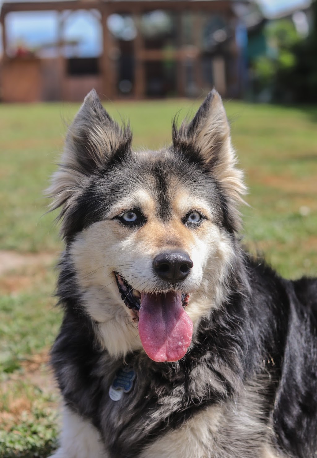 Ideal Canine | 33717 6 Ave, Mission, BC V2V 2A5, Canada | Phone: (778) 347-1884