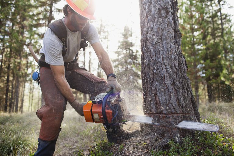 TAS Tree Removal & Pruning | 2343 Pl. des Musiciens, Saint-Lazare, QC J7T 3C6, Canada | Phone: (514) 701-2684