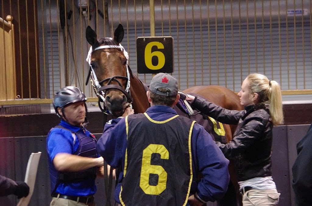 K. Vassilieva Racing Stable | 555 Rexdale Blvd, Etobicoke, ON M9W 5L2, Canada | Phone: (647) 407-0068