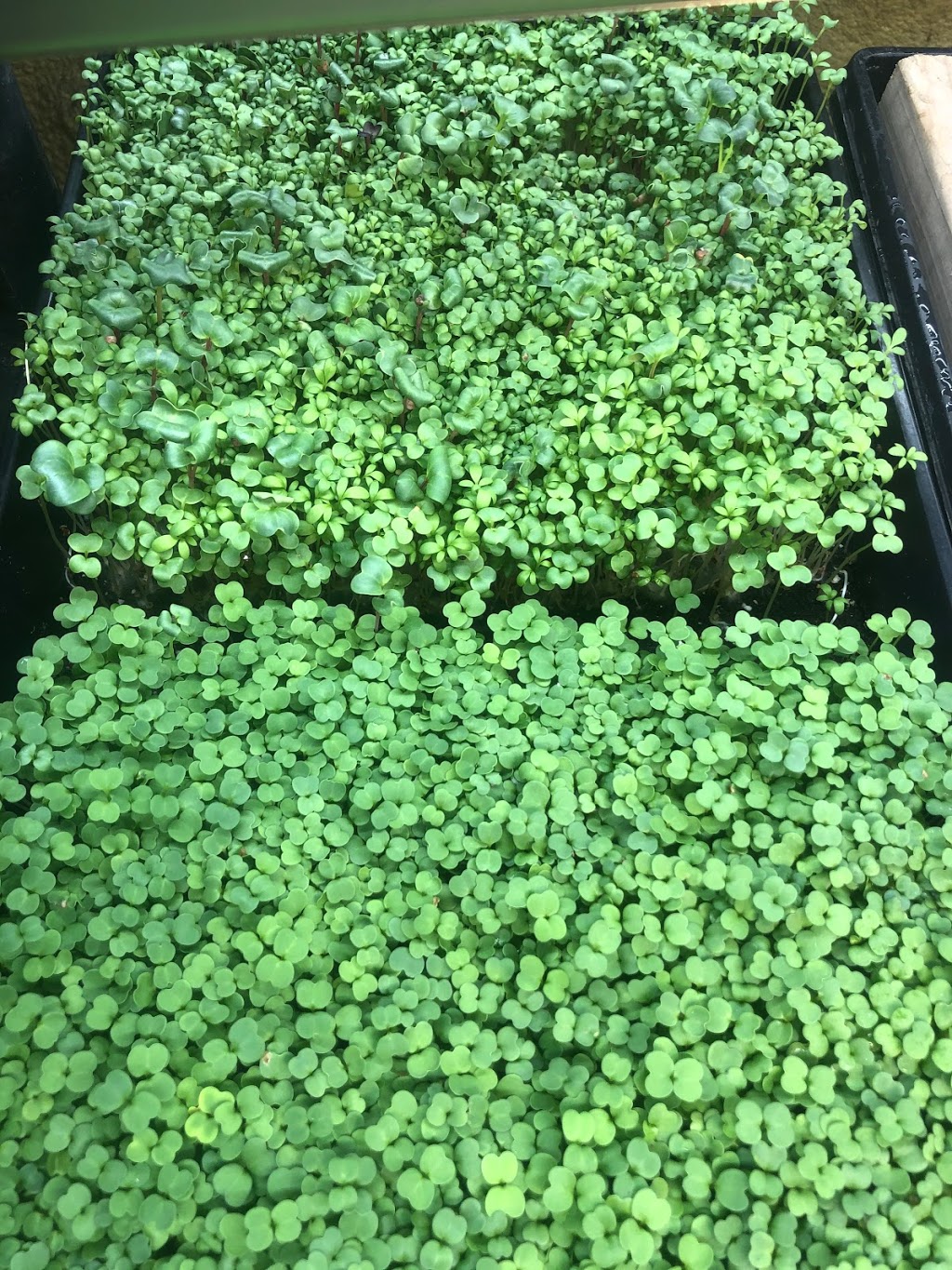 Magic Rabbit Microgreens | 2678 County Rd 12, Essex, ON N8M 2X6, Canada | Phone: (519) 999-1112