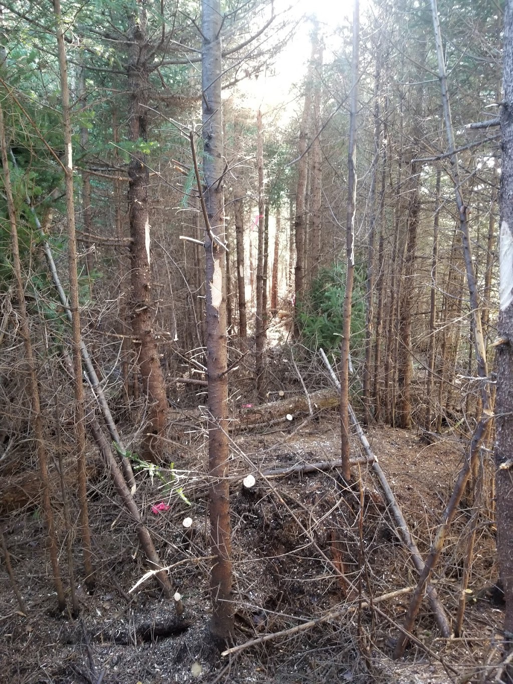 NORTH NOVA FOREST OWNERS CO-OP LTD | 11986 NS-4, Wentworth, NS B0M 1Z0, Canada | Phone: (902) 548-2400