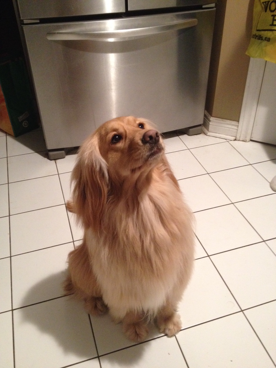 Sarahs Doggie Day Spaw | 1715 Winhara Rd, Gravenhurst, ON P1P 1R1, Canada | Phone: (705) 394-7225