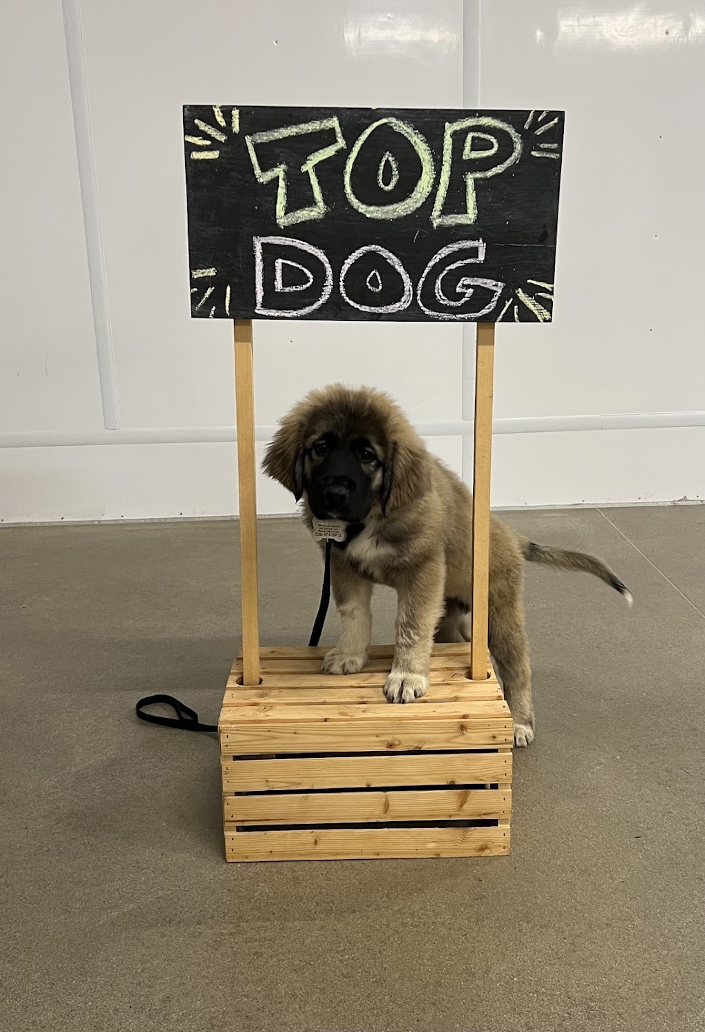 Forever Pawsitive K9 Academy | 610 Huron Rd, Mar, ON N0H 1X0, Canada | Phone: (519) 477-3759