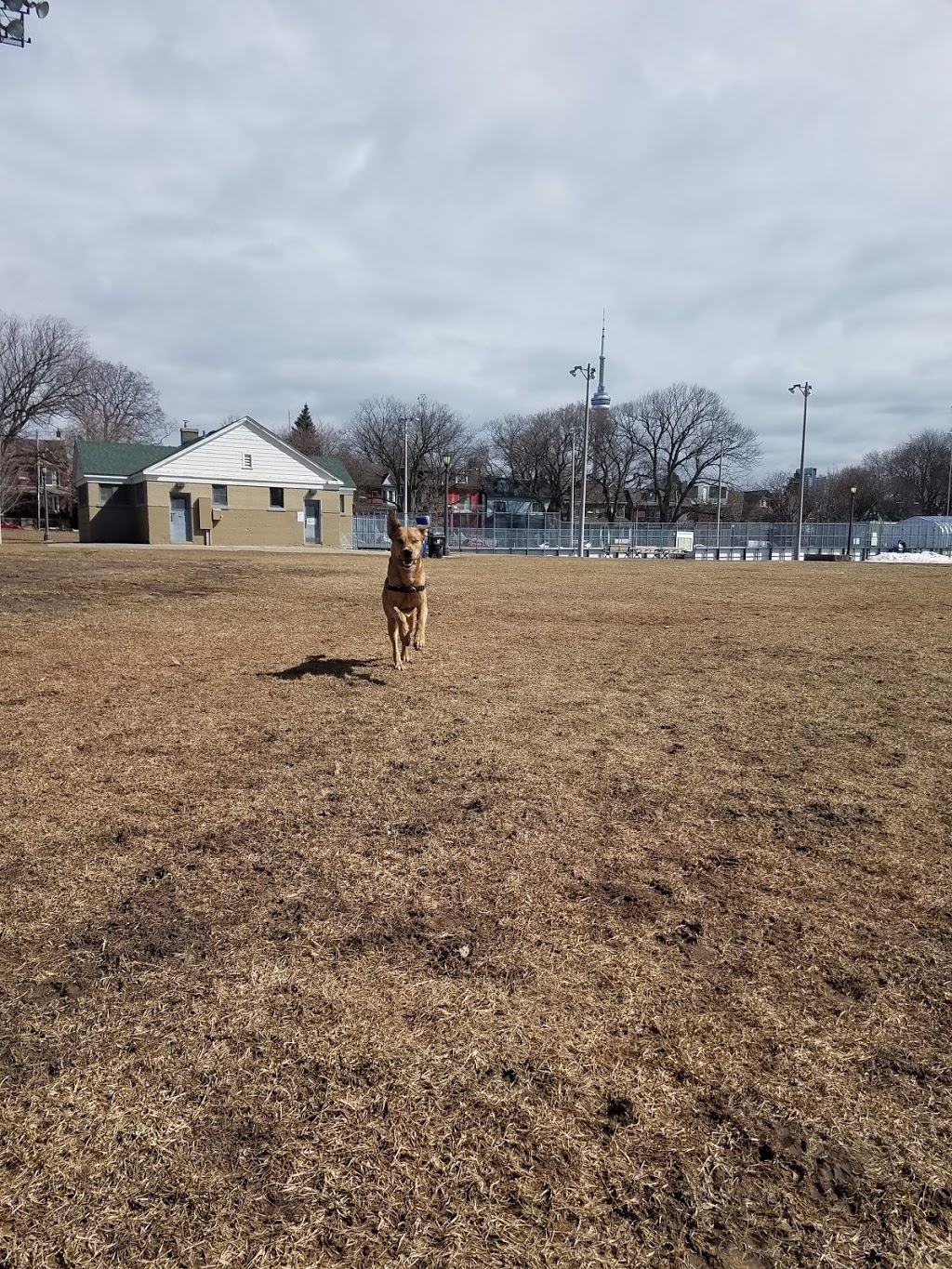 Trinity Bellwoods Dog Bowl | Trinity - Bellwoods, Toronto, ON M6J 2V5, Canada
