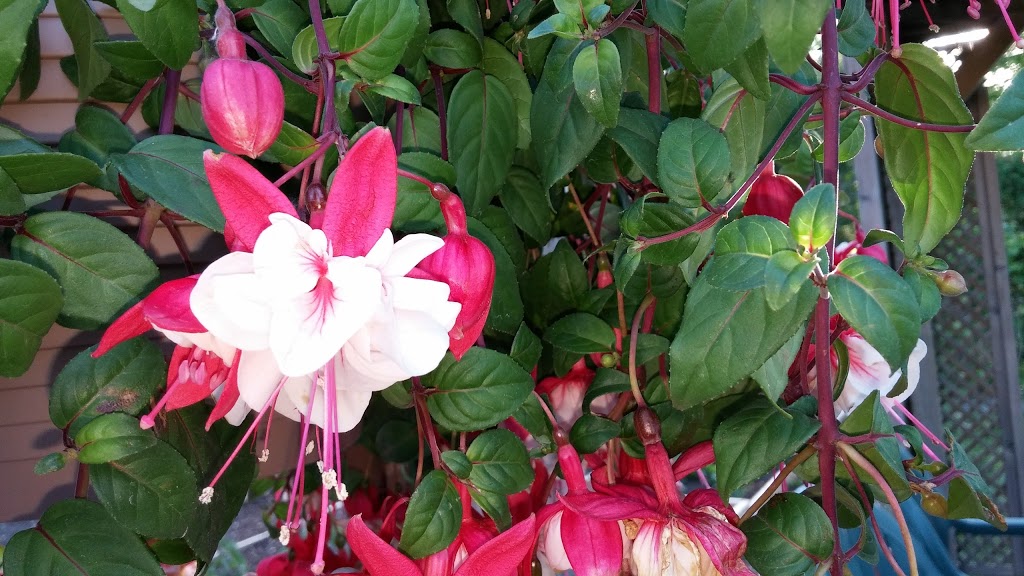 Jardin communautaire Vincent-Provencher | 142 Rue Jacquelin Beaulieu, Sainte-Julie, QC J3E 3R1, Canada