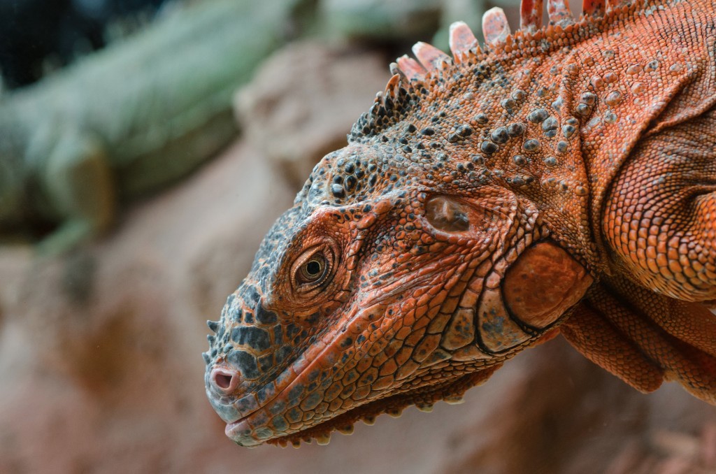 The Tortoise & The Hairless Pet Services | 34519 Lougheed Hwy #7, Mission, BC V2V 6N7, Canada | Phone: (604) 703-3248